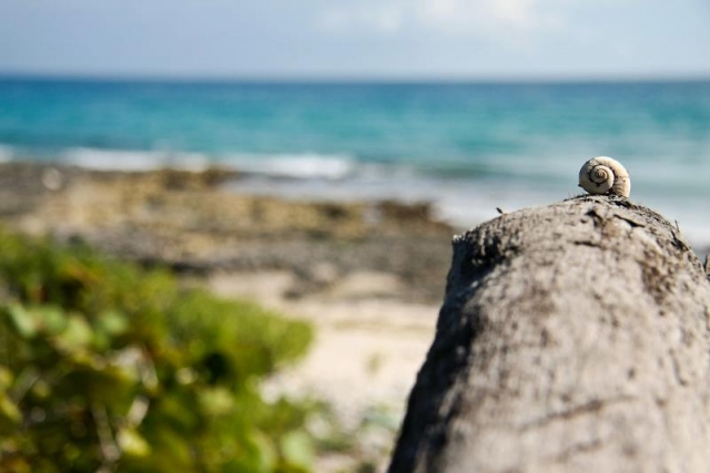 Punta Venado
